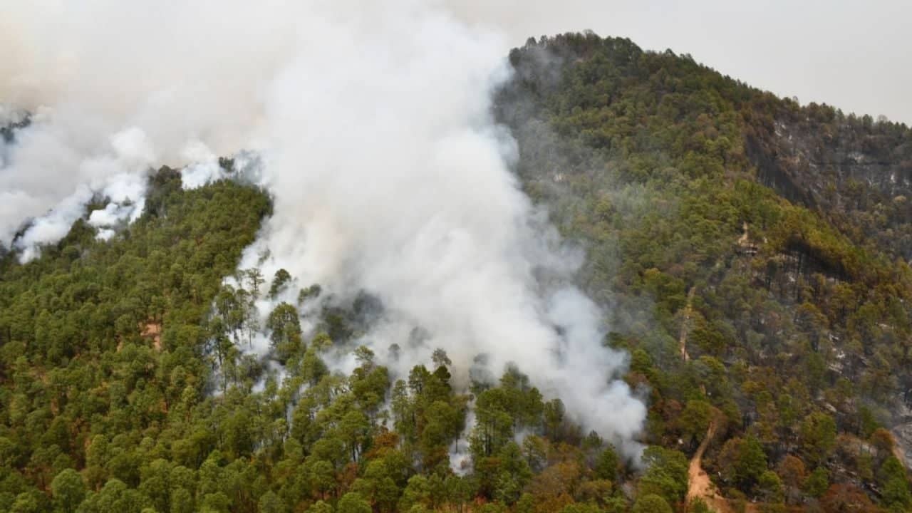 Incendio arrasa con parajes del Carrizal y Tilia de Tapalpa | Diario24