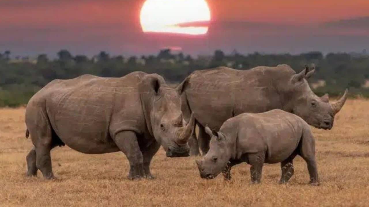 La mayor granja de rinocerontes del mundo será subastada por | Diario24