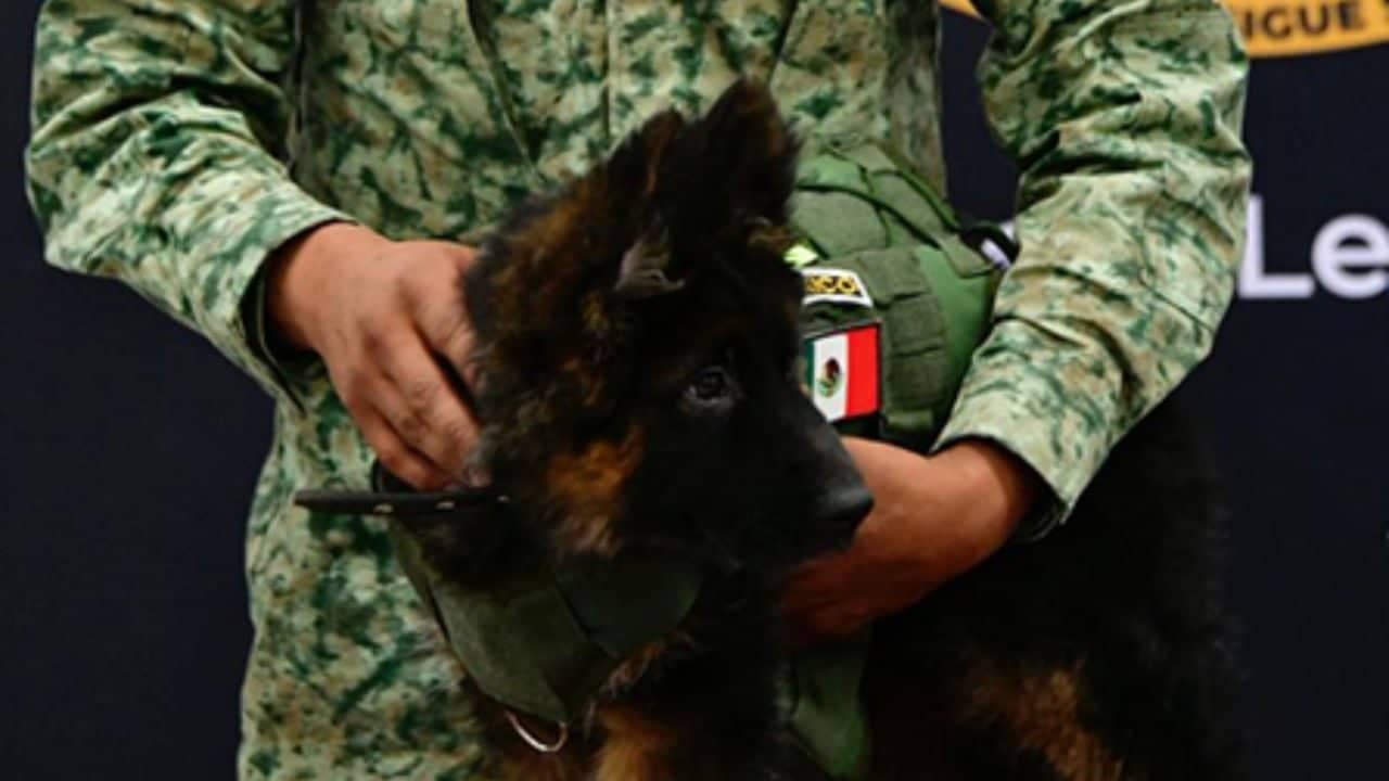 Así nombraron al cachorro rescatista que Turquía donó a México | Diario24